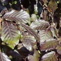 Fagus sylvatica 'Atropunicea' - 1