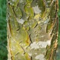 Maackia amurensis - 2