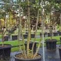 Quercus ilex - 1