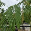 Albizia julibrissin - 4