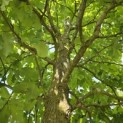 Magnolia Tripetala - 1
