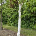 Betula utilis 'Doorenbos' - Foto 6