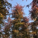 Fagus sylvatica 'Atropunicea' - 1