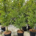 Ginkgo biloba fastigiata 'Blagon' - Foto 1
