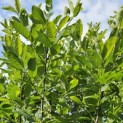 Amelanchier alnifolia 'Obelisk' - 1