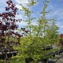 Parrotia persica - 1