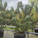 Pinus nigra Oregon Green - 3