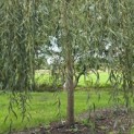 Salix x sepulcralis 'Chrysocoma' - Foto 4