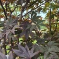 Acer palmatum 'Red Emperor' - 1