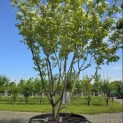 Cornus kousa 'Milky Way' - Foto 1