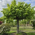 Tilia americana 'Nova' - 2