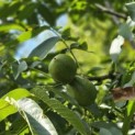 Juglans regia 'Bella Maria'' - 2