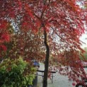 Acer palmatum 'Garnet' - 3