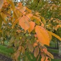 Carpinus betulus - 4