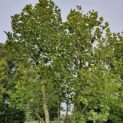 Platanus hispanica