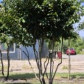 Parrotia persica 'Vanessa' - 1