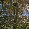 Fagus sylvatica 'Atropunicea' - 2