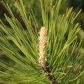 #181 Pinus nigra 'Nigra' Schwarzkiefer
