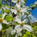 Cornus florida - bloemen