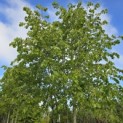 Tilia x europaea 'Pallida' - Foto 1