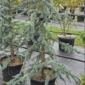 Cedrus libani 'Glauca' - 1