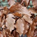 Fagus sylvatica - 9