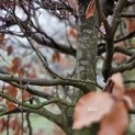 Fagus sylvatica - 8