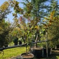Magnolia grandiflora 'Galissonnière' - 6