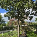 Quercus Ithaburensis 'Hemelrijk Silver. - 3