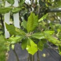 Quercus ilex - 6