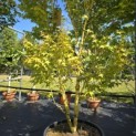 Acer palmatum 'Bi-hoo' - 3