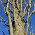 Acer rubrum 'Scanlon' - 3