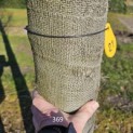 Acer rubrum 'Scanlon' - 2
