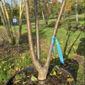 Prunus domestica 'Reine Victoria' - Foto 4
