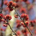 Parrotia persica 'Vanessa'