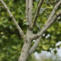 Cydonia Oblonga 'Vranja' - Foto 4