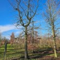 Liquidambar styraciflua - 1