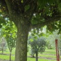 Platanus hispanica - 2