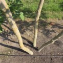 Ginkgo biloba - Foto 2