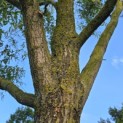 Salix babylonica 'Tortuosa' - Foto 3