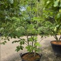 Quercus rubra - Foto 3