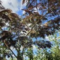 Albizia julibrissin 'Summer Chocolate' - 2