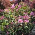 Rhododendron ponticum 'Roseum' - Foto 5