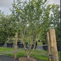 Parrotia persica - 4