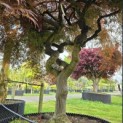 Acer palmatum 'Dragon Fire' - Foto 2