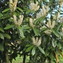 Prunus laurocerasus 'Rotundifolia' - Foto 3