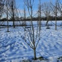 Pyrus c. 'Conference' - 1