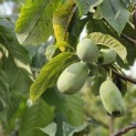 Asimina Triloba - Foto 1