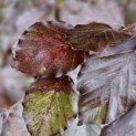 Fagus sylvatica 'Atropunicea' - impressie kleurnuances rode of bruine beuk