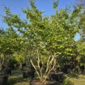 Parrotia persica - Foto 5